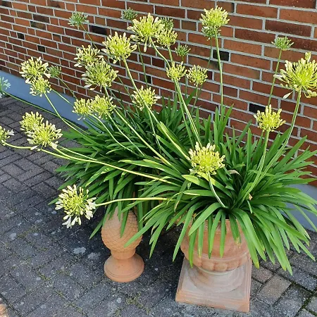 - Dorfperle Borstel * Borstel (Sulfeld)