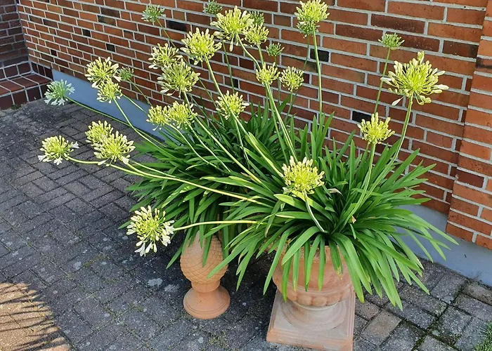 - Dorfperle * Borstel (Sulfeld)